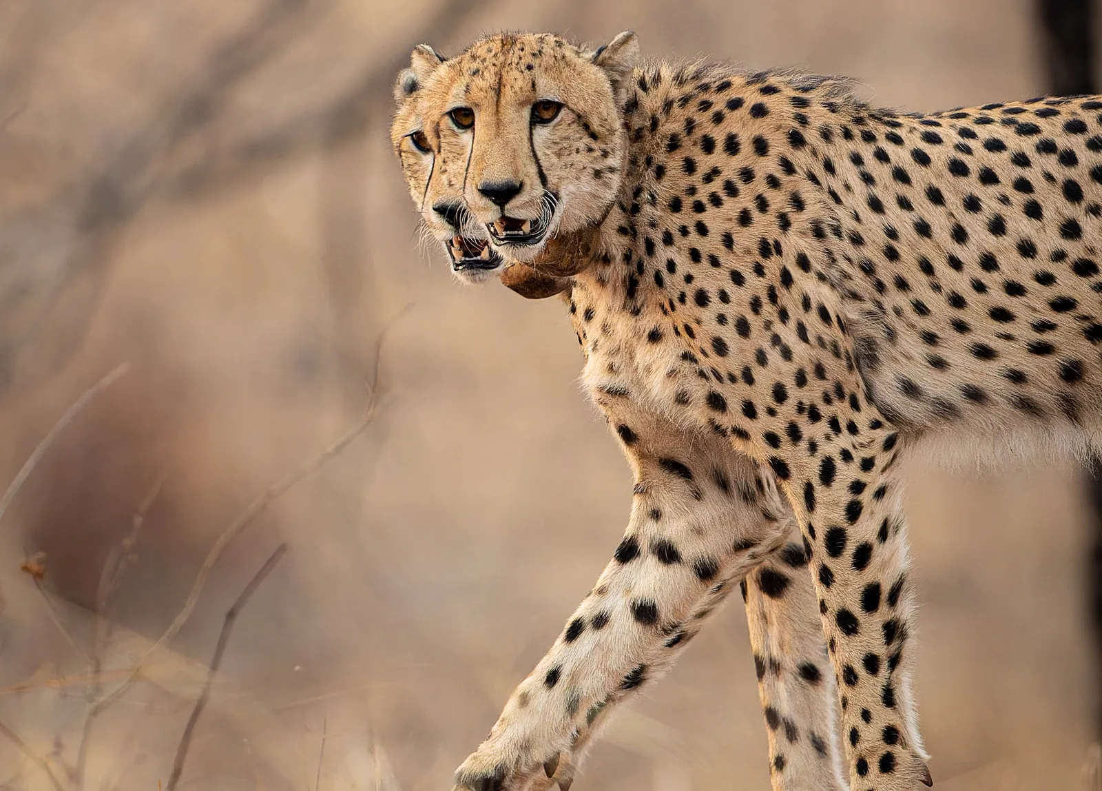 Kuno Cheetah