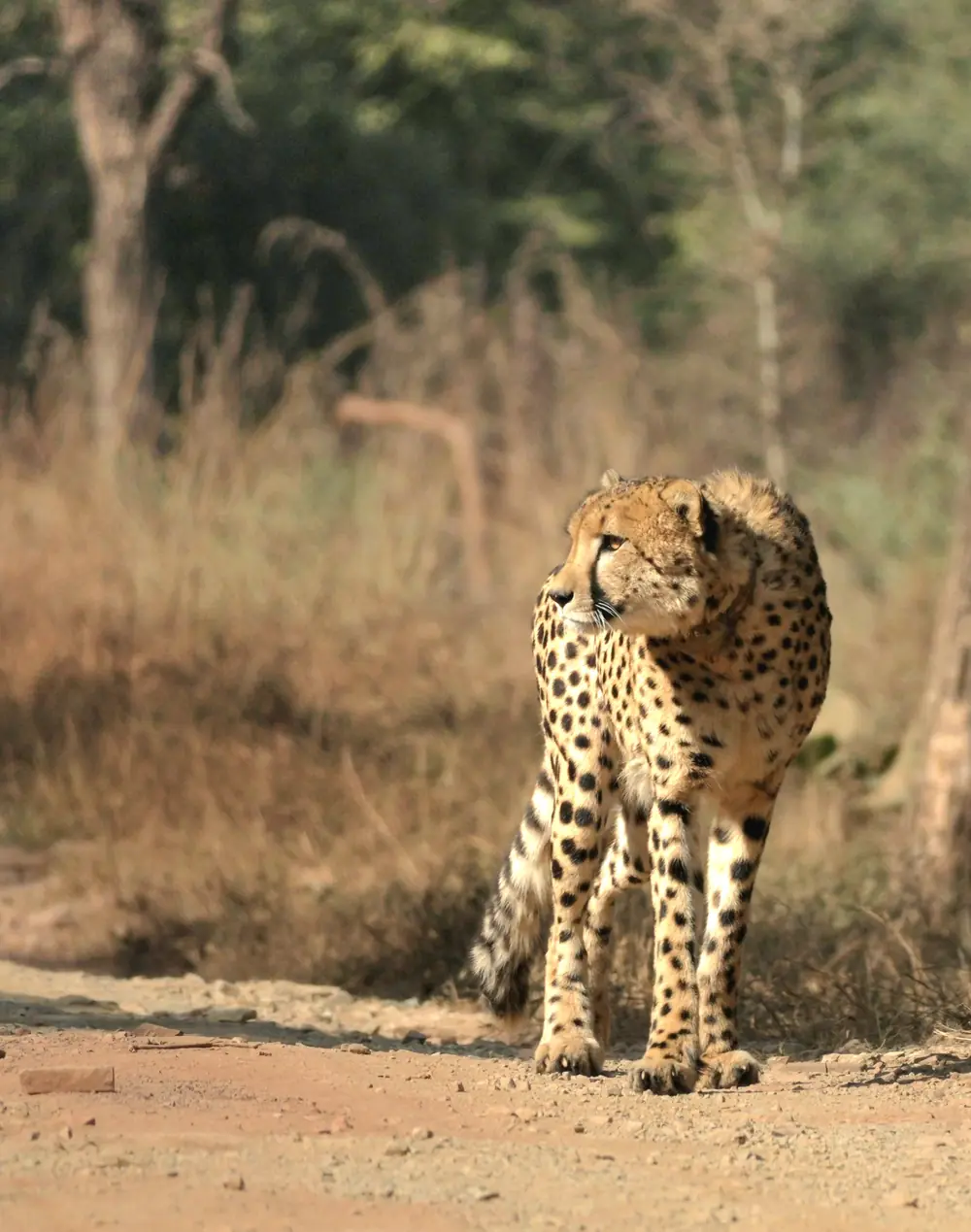 Collared cheetah standing on a safari track in Kuno National Park