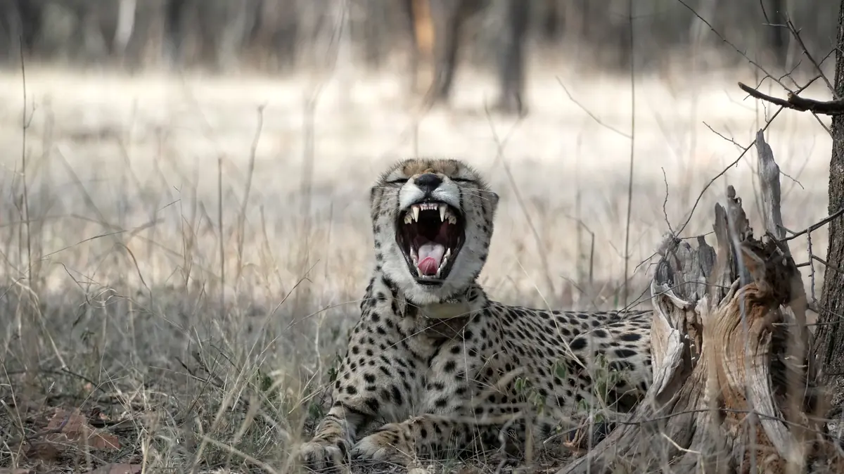 Collared cheetah yawning in dry grass