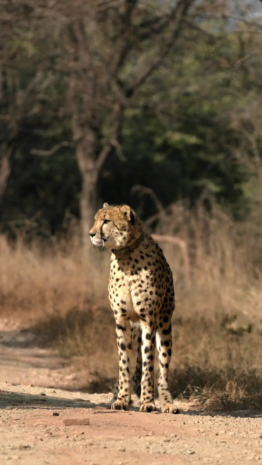 Collared cheetah standing on a safari track