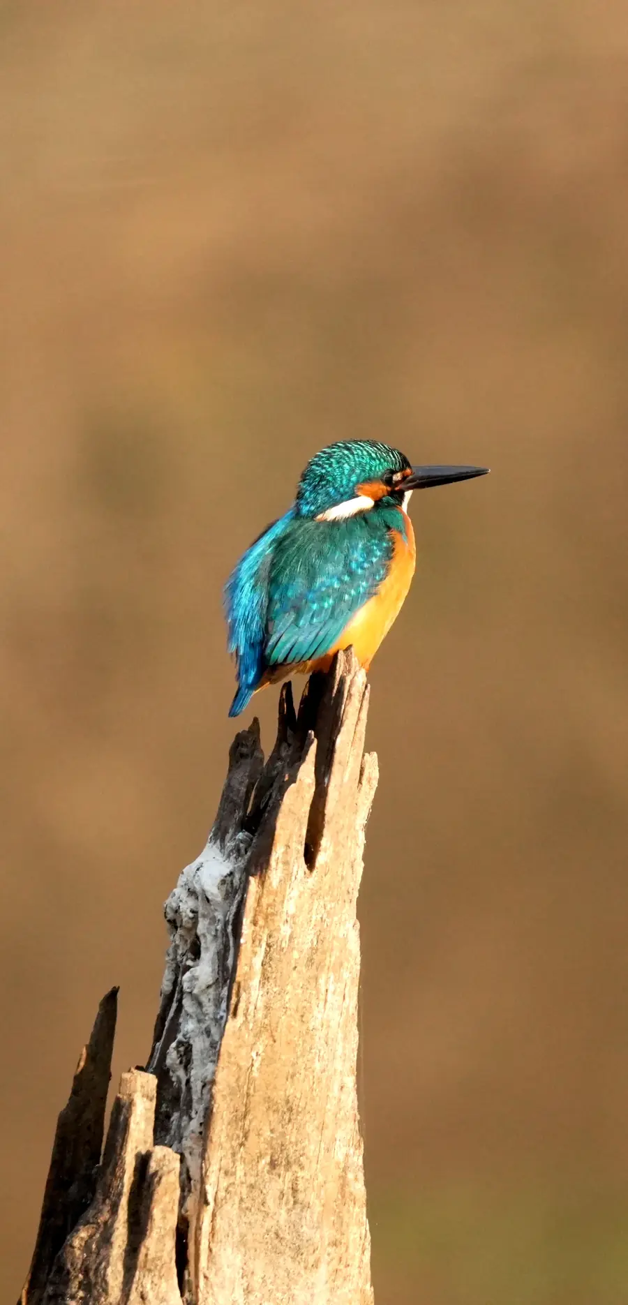 Common kingfisher perched on a tree stump
