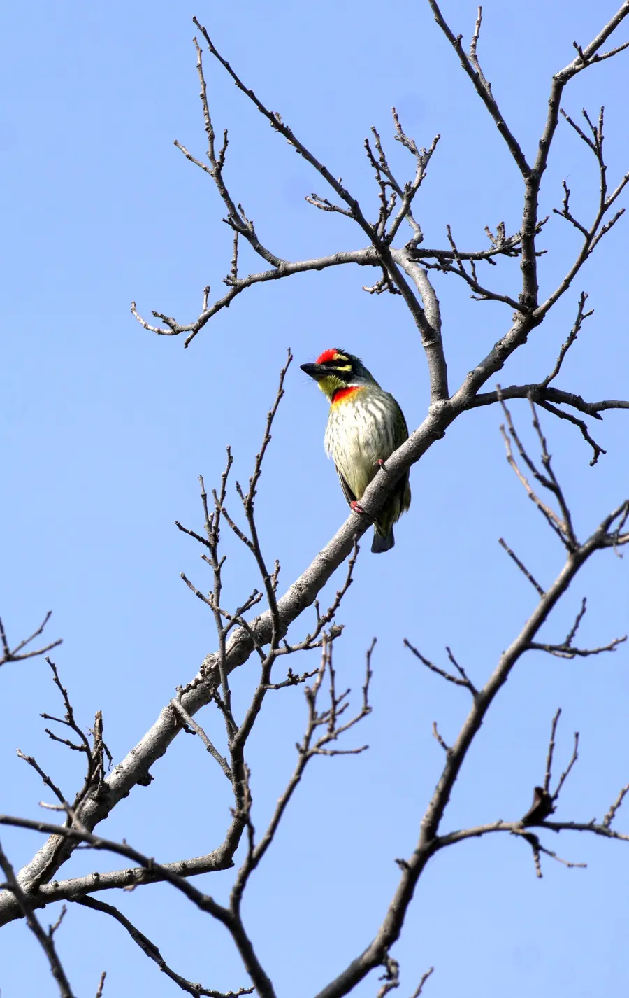 Coppersmith barbet on a bare branch