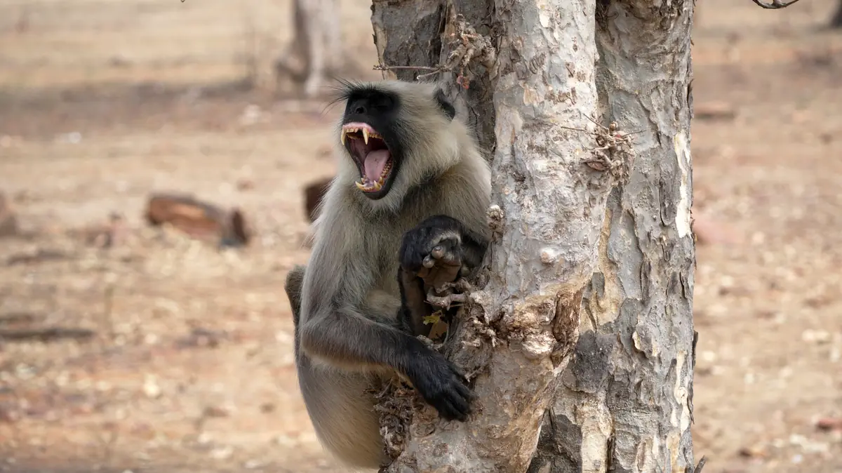 Hanuman langur yawning on a tree trunk