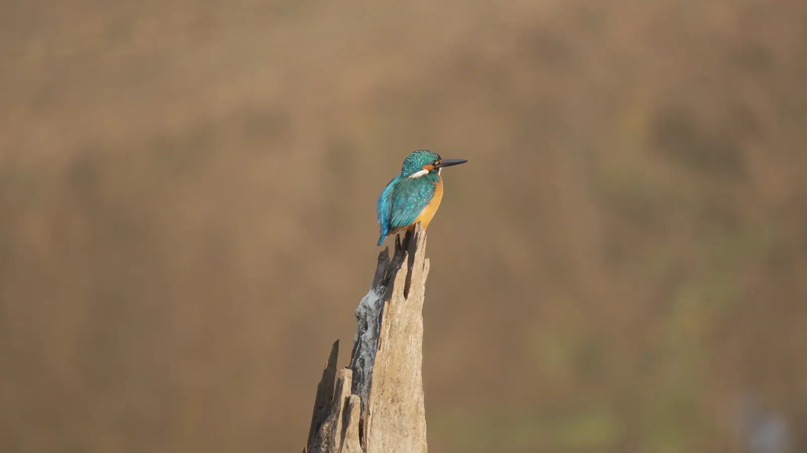 Common Kingfisher