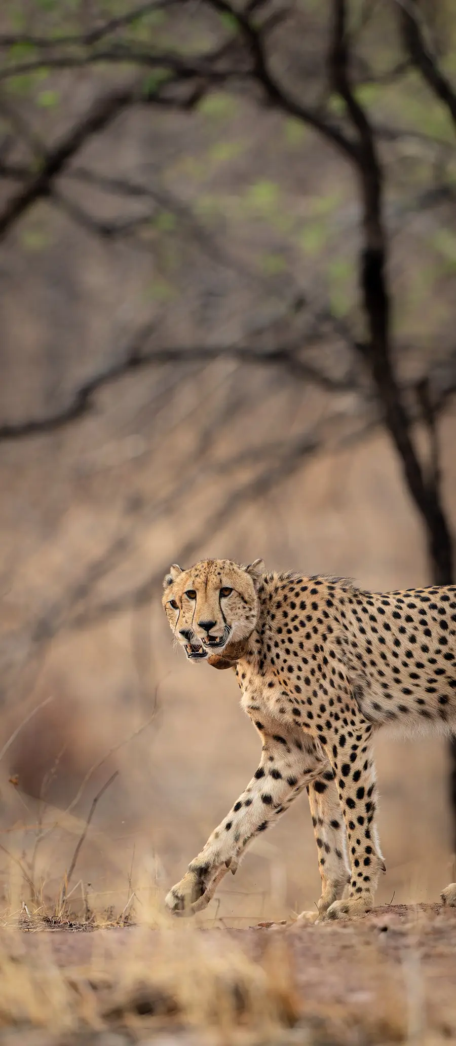 Cheetah walking through dry forest