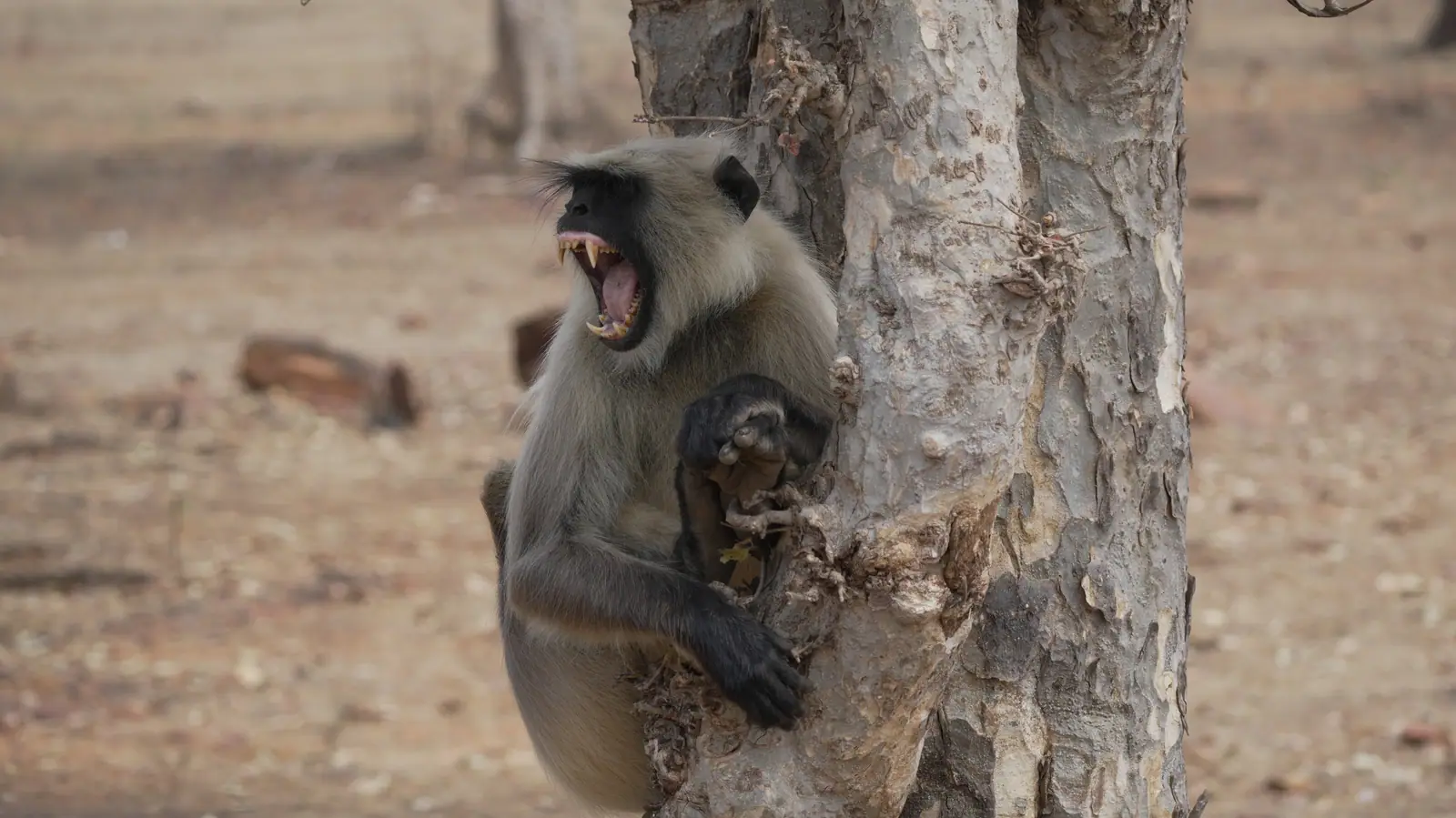 Grey Langur