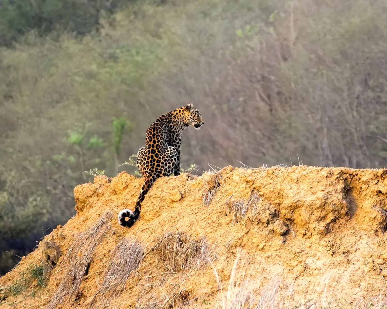 Leopard on a Ridge