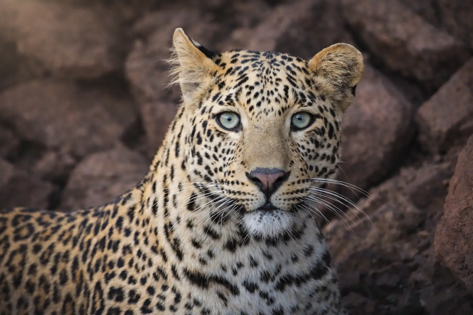 Indian Leopard