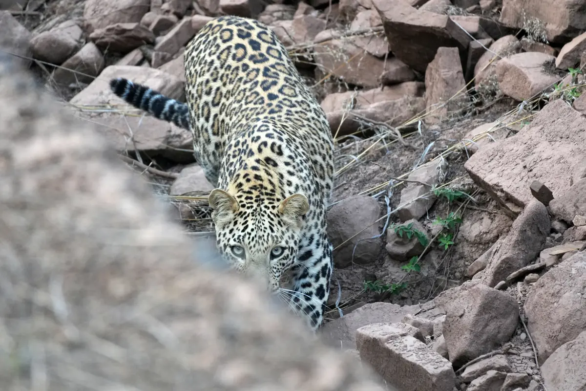 Leopard stalking through red rocks