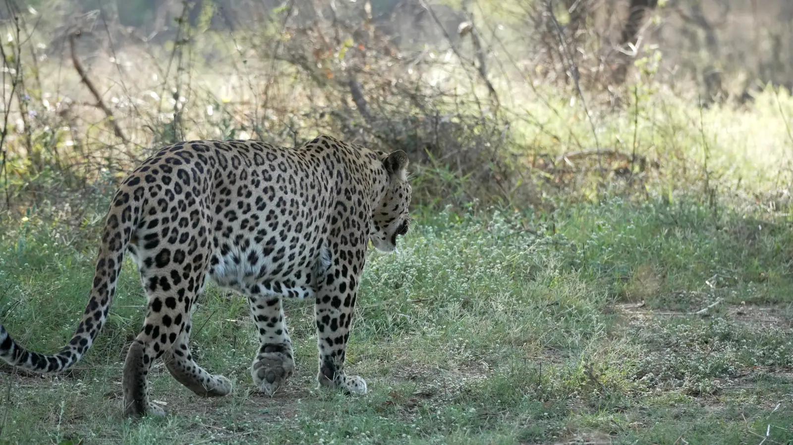 Leopard Walking Through the Forest
