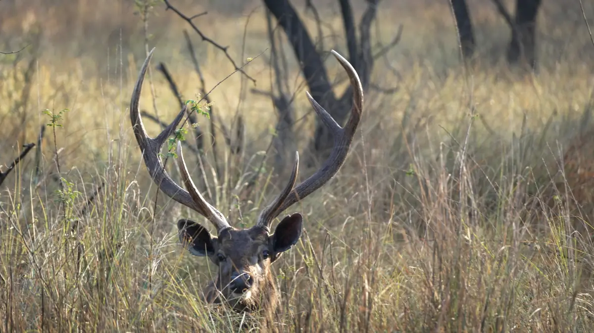 Sambar stag in tall grass