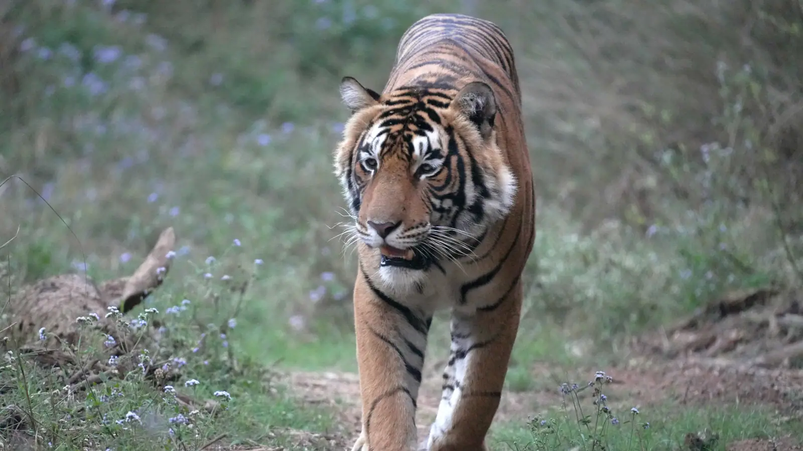 Tiger walking toward the camera