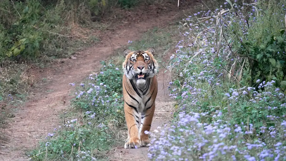 Tiger walking along a forest track
