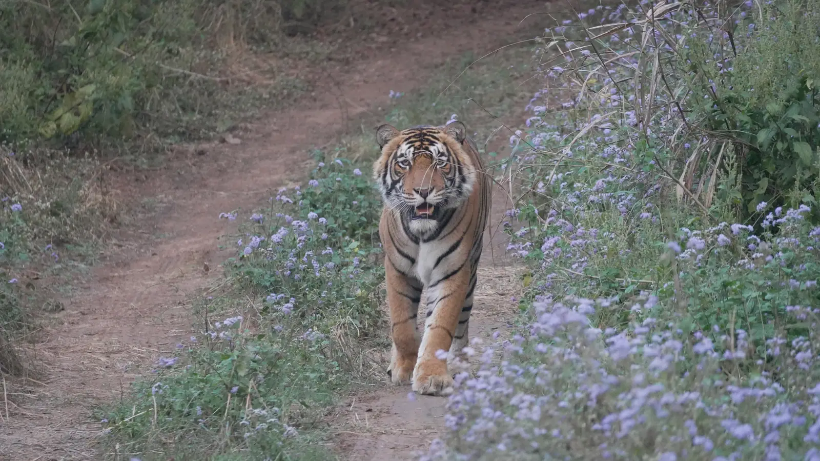 Tiger on a Forest Path